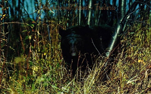 Underground Forest - Various Promos (newer photo)